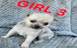 Pomchi dogs for sale: Beautiful merle pomchi puppies  - Image 13