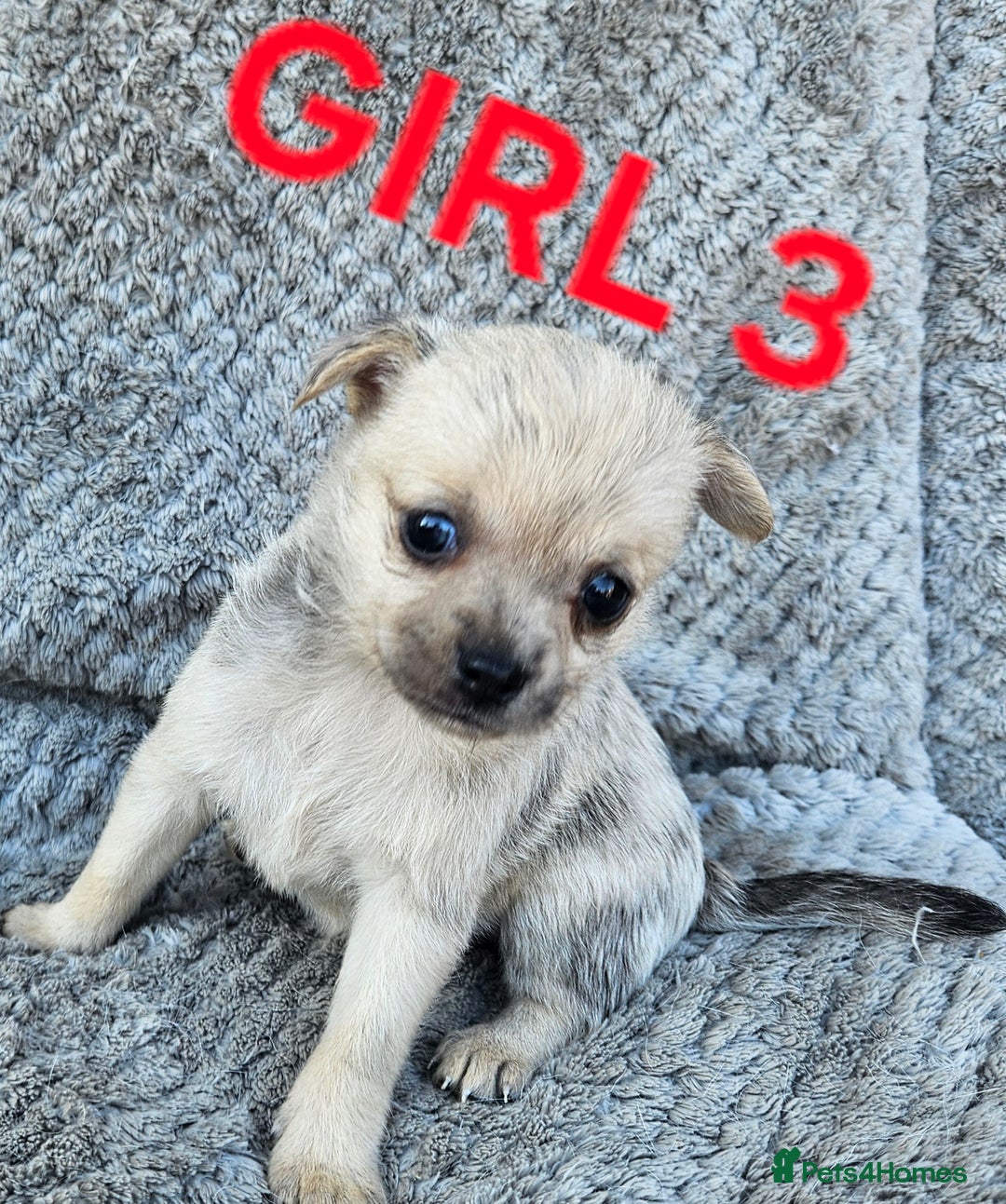 Pomchi dogs for sale: Beautiful merle pomchi puppies  - Image 13