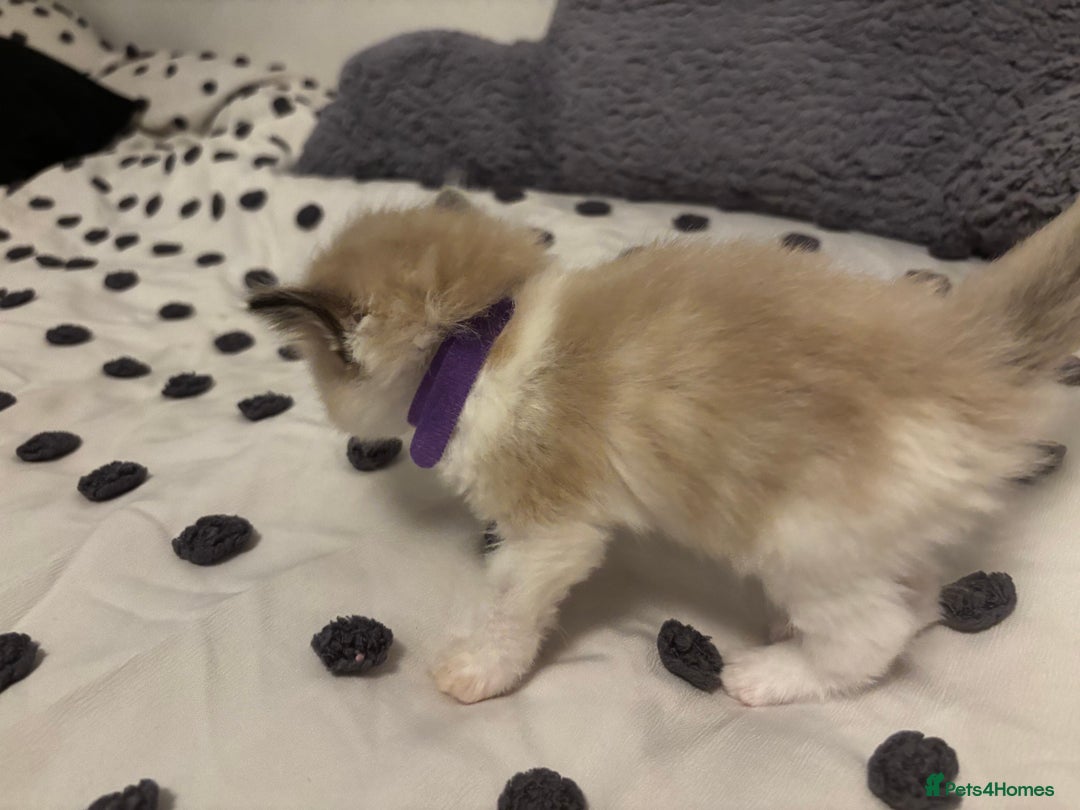 Ragdoll cats for sale: Ragdoll kittens  - Image 7