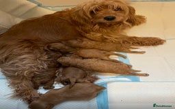 Cavapoo dogs for sale: Extensively DNA 200 tests BVA heart/eyes clear  - Image 8