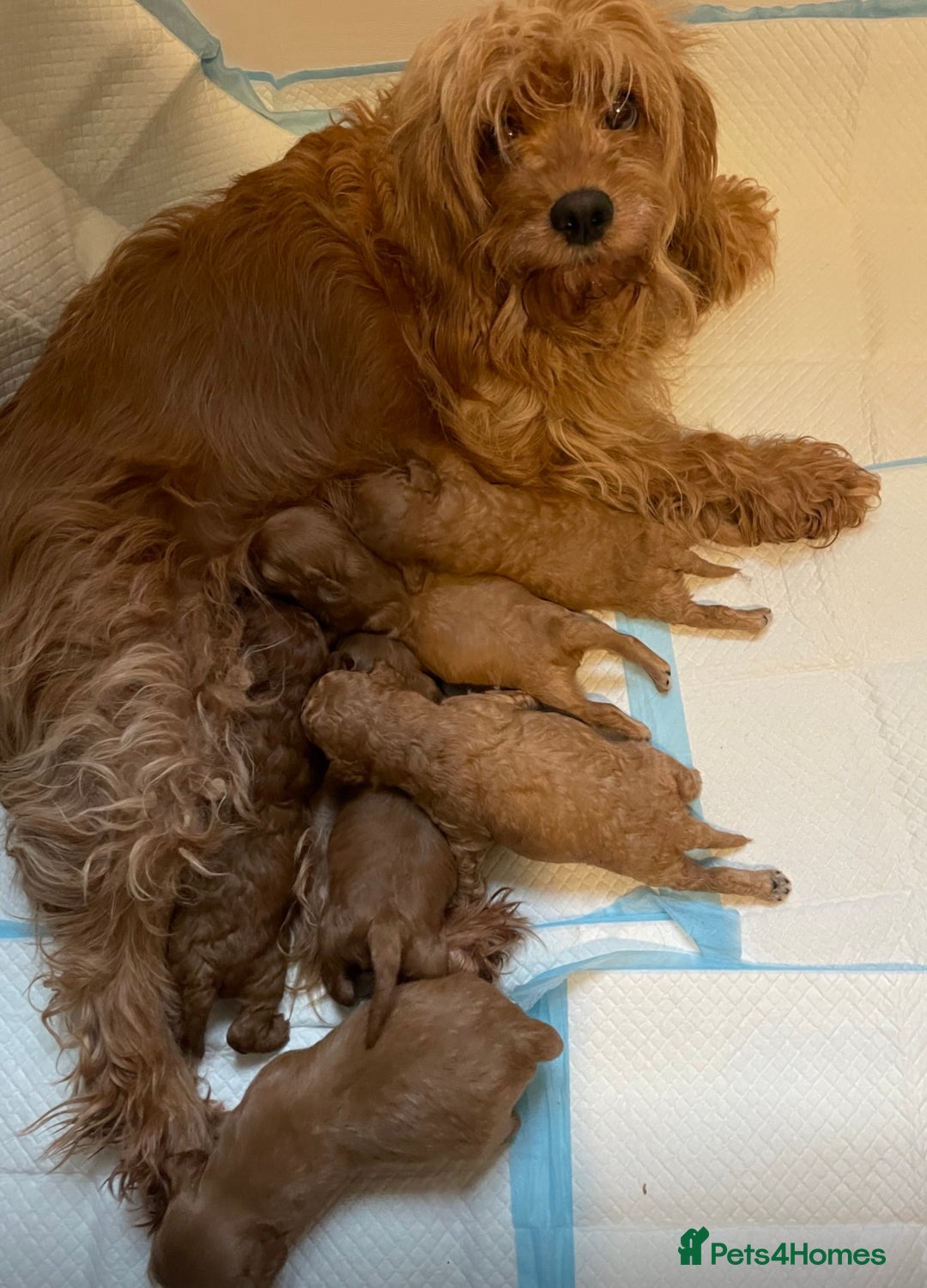 Cavapoo dogs for sale: Extensively DNA 200 tests BVA heart/eyes clear  - Image 8