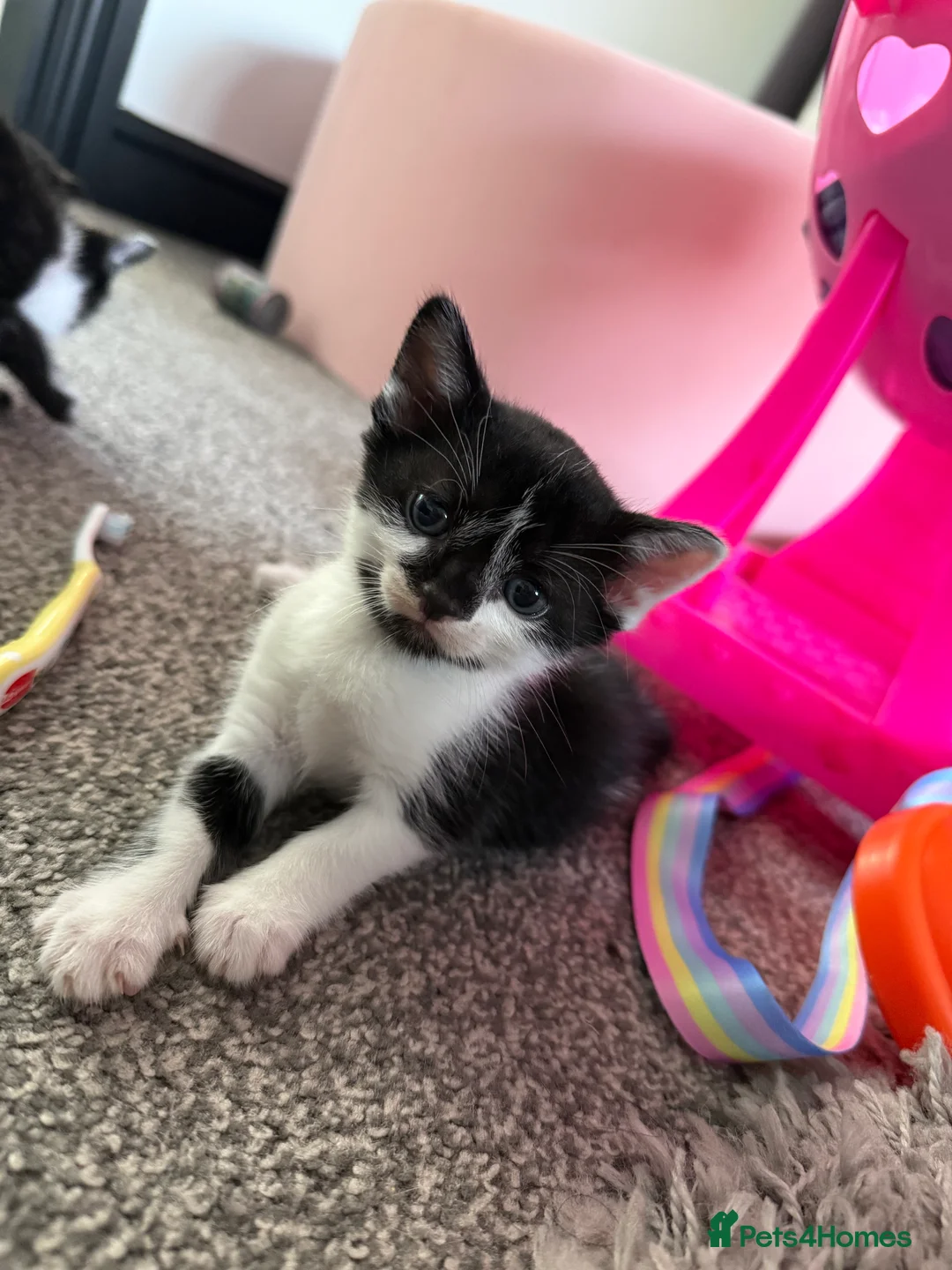Mixed Breed cats for sale: Tuxedo kittens - 1 male 1 female  - Advert 2