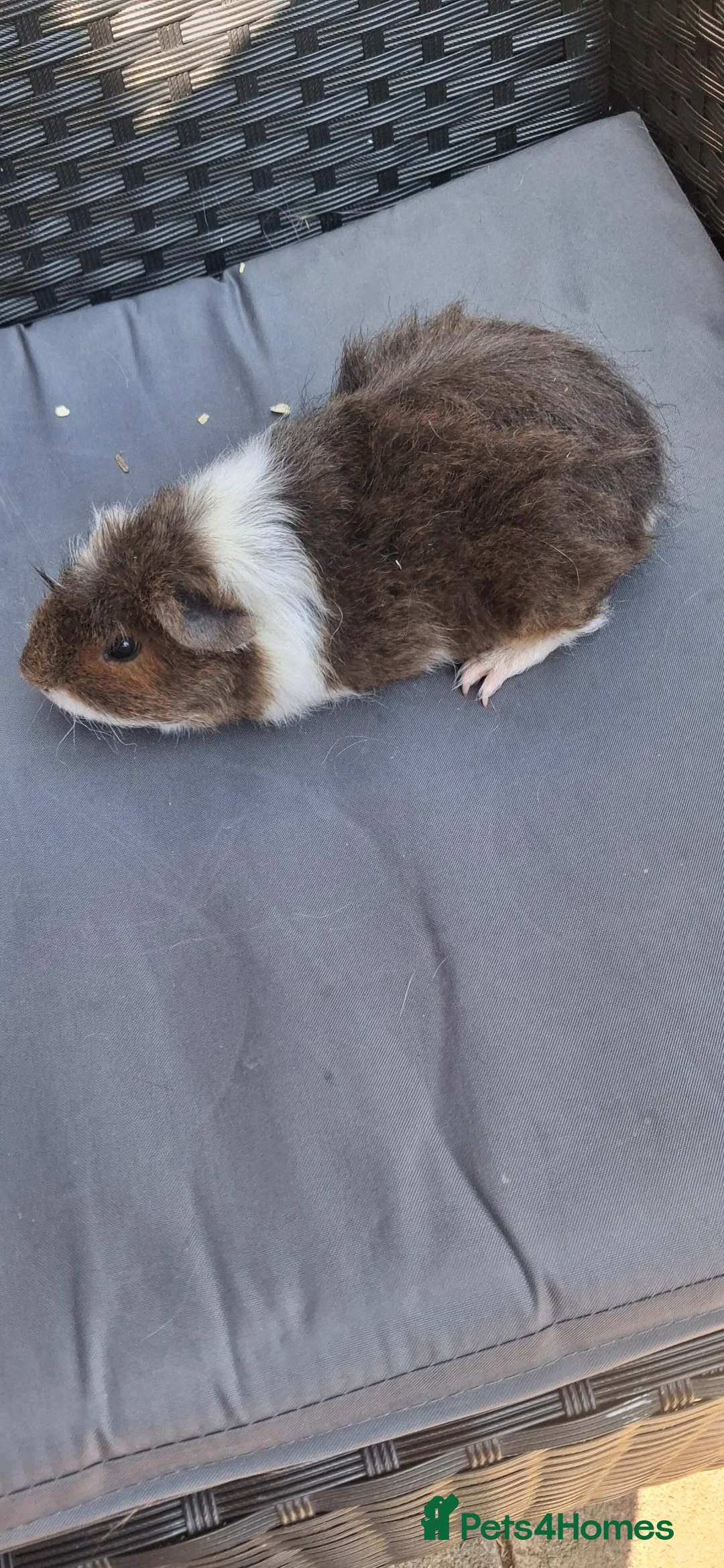 Guinea Pig rodents for sale: Baby boy guinea pigs  - Advert 1