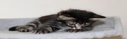 Mixed Breed cats for sale: Adorable Kittens Ready Soon - Advert 20