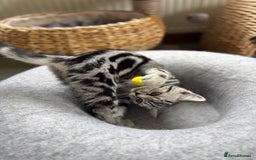 British Shorthair cats for sale: ❤️❤️ GORGEOUS SILVER TABBY BSH GCCF ❤️❤️ - Image 8
