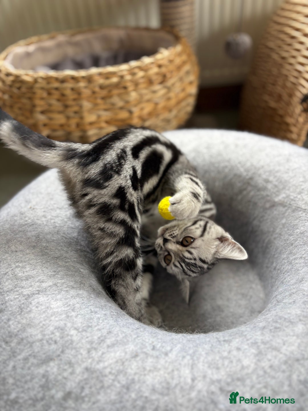 British Shorthair cats for sale: ❤️❤️ GORGEOUS SILVER TABBY BSH GCCF ❤️❤️ - Image 8
