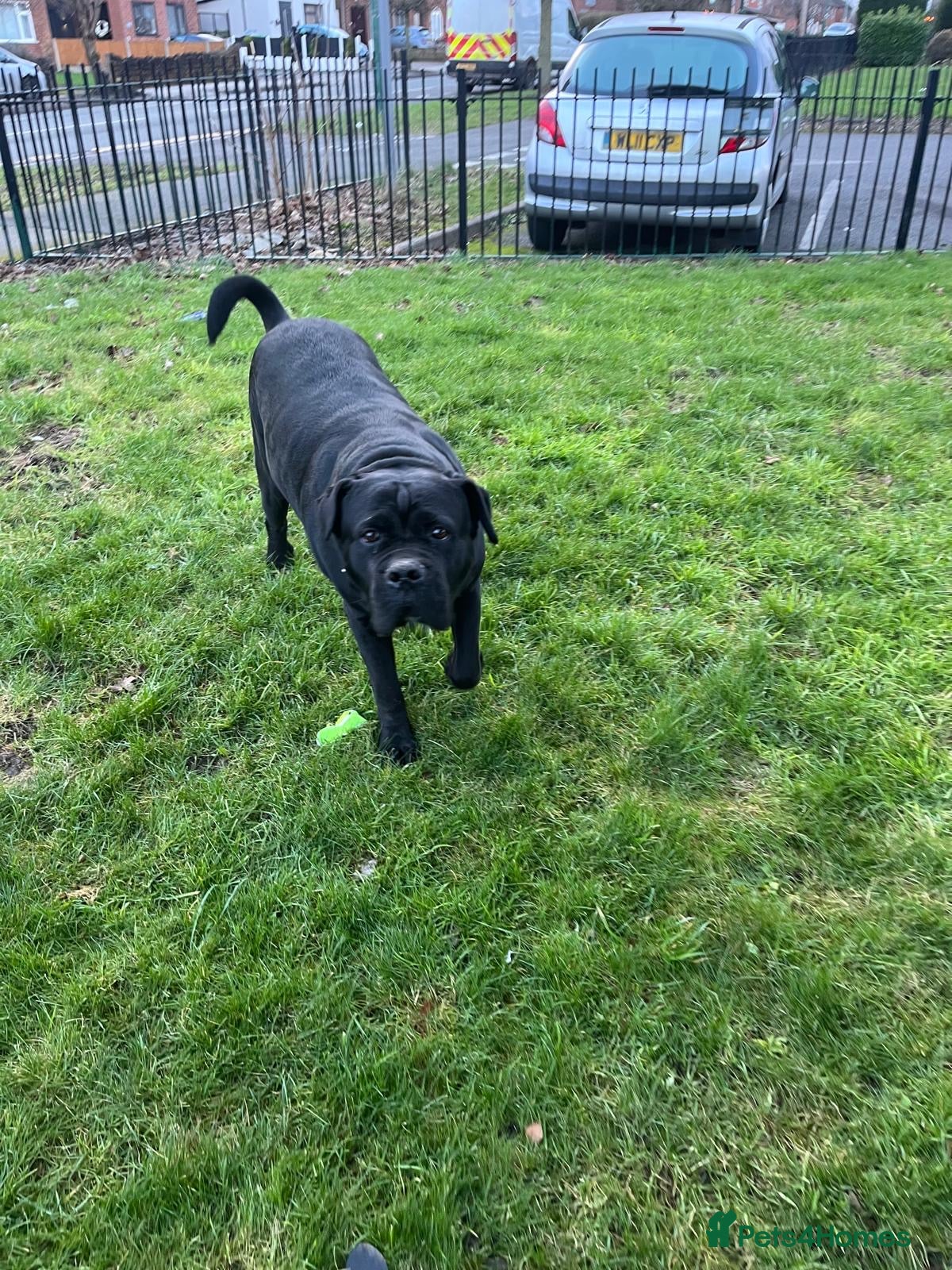 Cane Corso dogs Cane Corso 🐾 Female - 6 Years Old - Advert 2