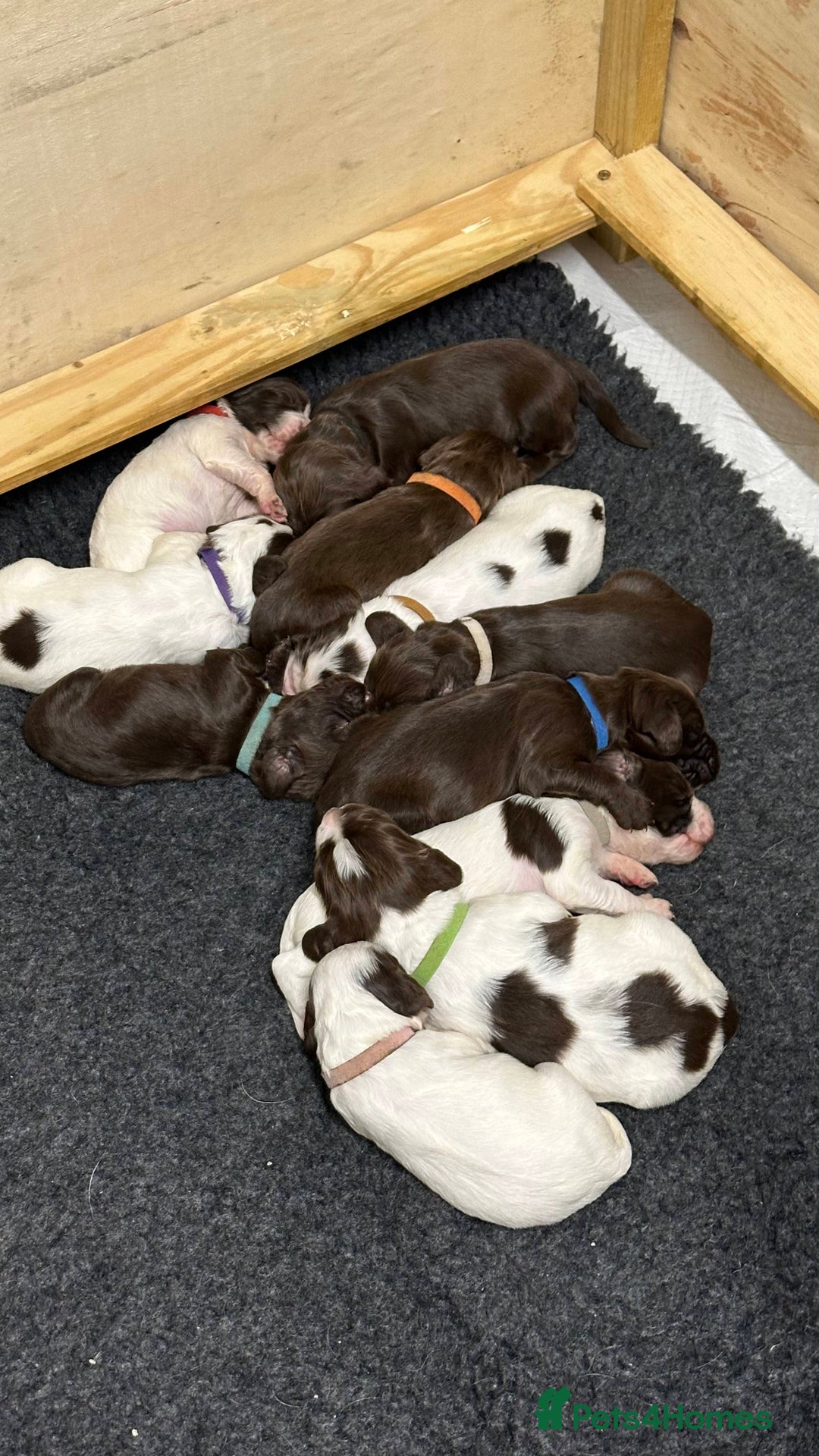 Sprocker dogs for sale: Sprocker Puppies - Advert 7