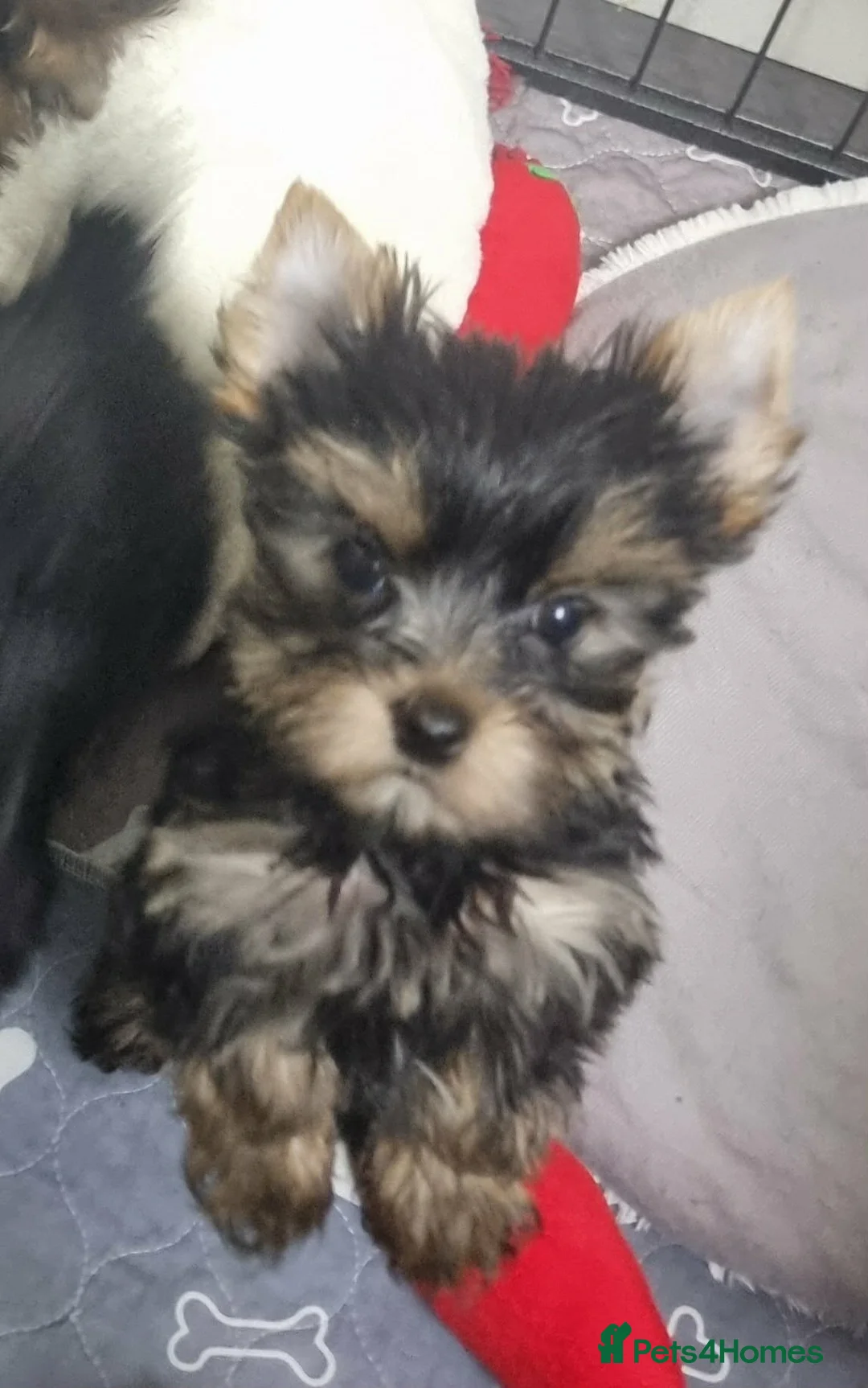 Yorkshire Terrier dogs for sale: Yorkshire Terrier - Advert 4