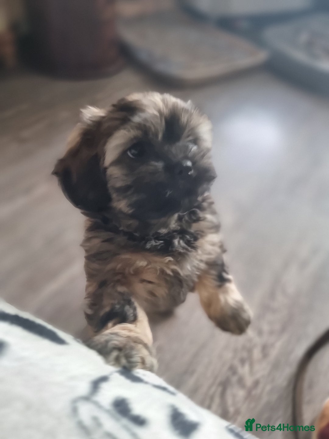 Shih Tzu dogs for sale: Shihtzu pupies. - Advert 14