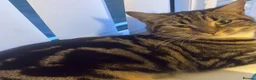 Mixed Breed cats for sale: 2 adult cats  - Advert 3