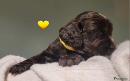 Cocker Spaniel dogs for sale: Litter of 7 - Image 9