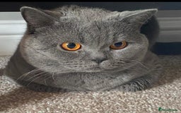 British Shorthair cats for sale: 8 yr old male British short hair - Image 5