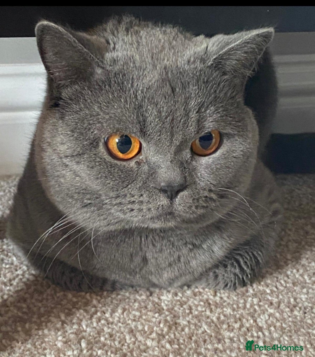 British Shorthair cats for sale: 8 yr old male British short hair - Image 5
