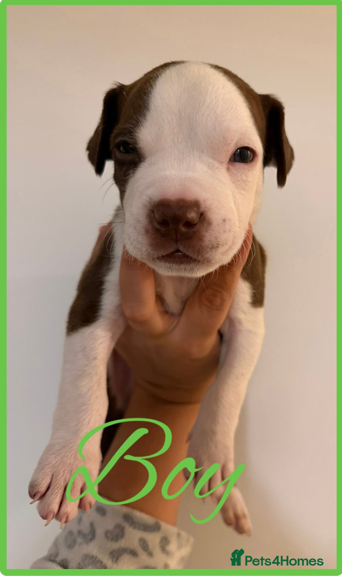 Mixed Breed dogs American staff mix  - Advert 10