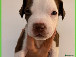 Mixed Breed dogs American staff mix - Advert 8