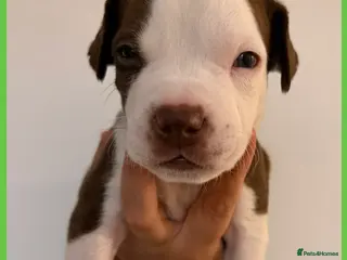 Mixed Breed dogs American staff mix - Advert 7