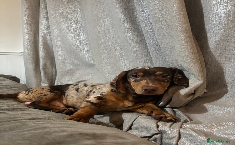 Miniature Dachshund dogs - Advert 2