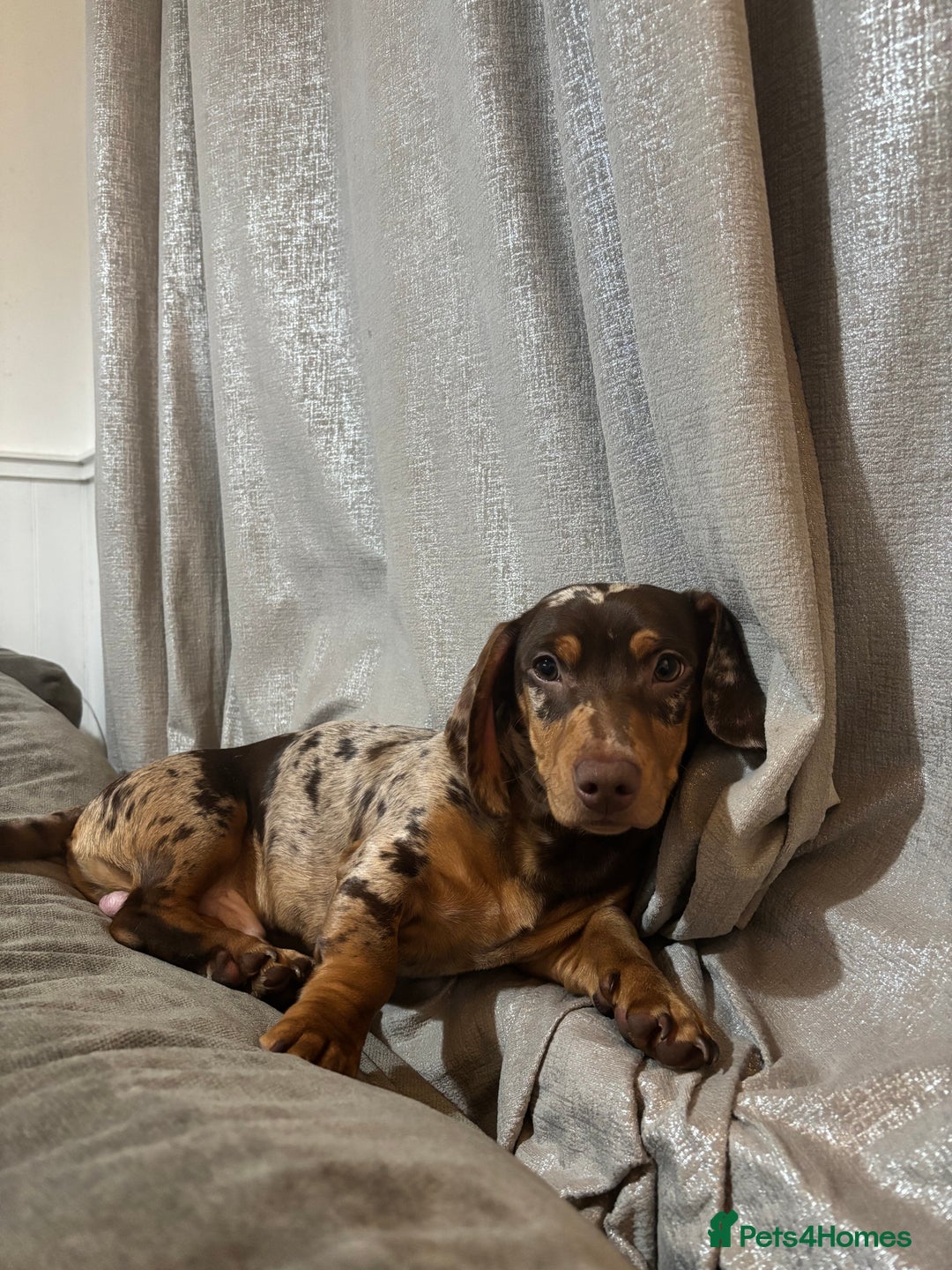 Miniature Dachshund dogs for stud: Dapple miniature dachshund for stud - Image 1