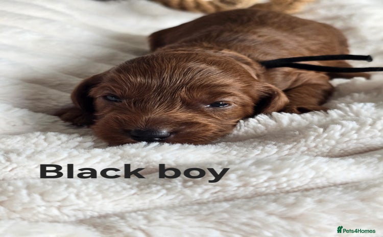 Cavapoo dogs - Advert 1