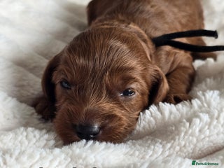 Cavapoo dogs - Advert 20