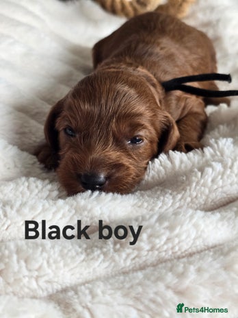 Cavapoo dogs - Advert 1