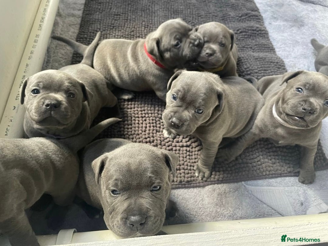 Staffordshire Bull Terrier dogs for sale: Outstanding  %100 Health Tested Staffy Puppies - Advert 18