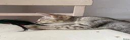 Savannah cats for sale: Savannah PED’G kitten last light bst girl F5SBT - Advert 12