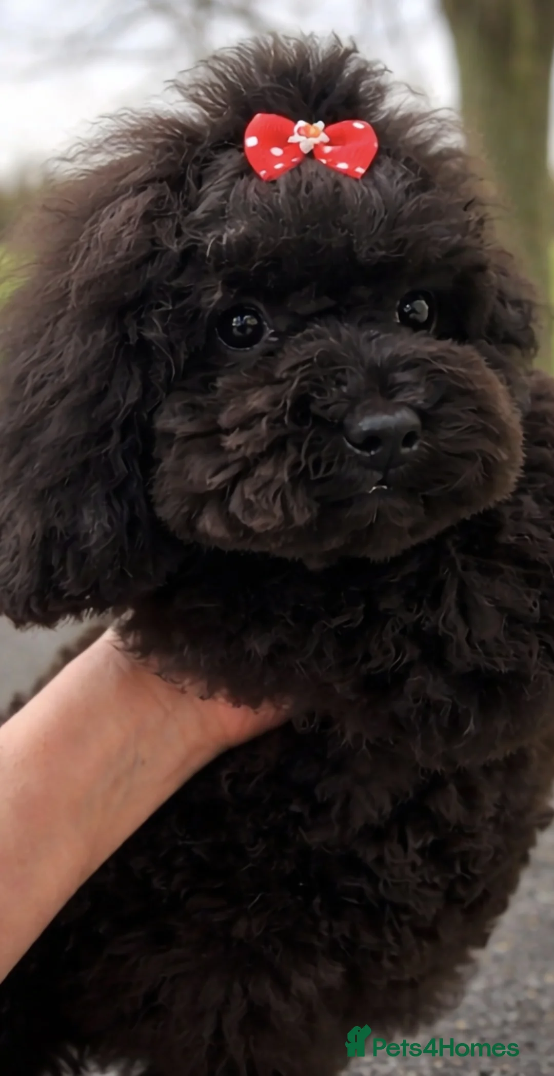 Toy Poodle dogs for sale: Asian toy poodle round eyes sable flat muzzle  - Advert 5