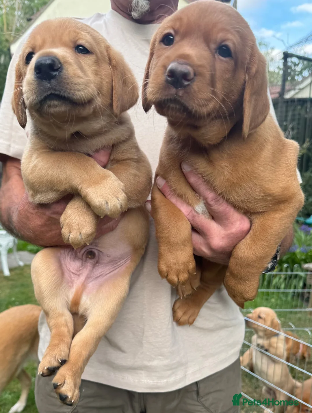 Labrador Retriever dogs for sale: KC Registered Fox Red Labrador Puppies for Sale - Advert 2