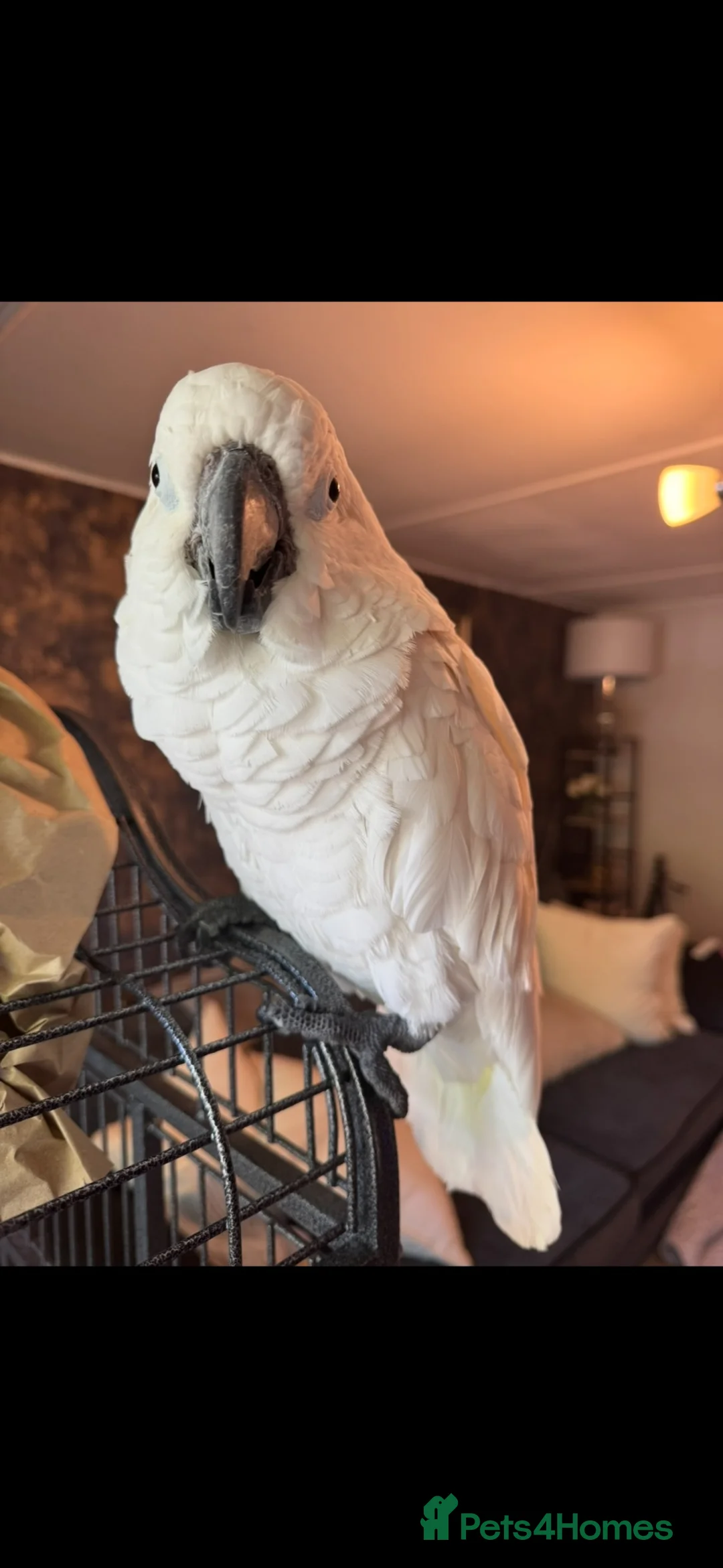 Cockatoo birds for sale: Umbrella cockatoo - Advert 1