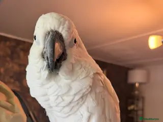 Cockatoo birds Umbrella cockatoo - Advert 1