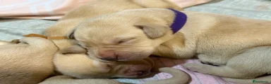 Labrador Retriever 7