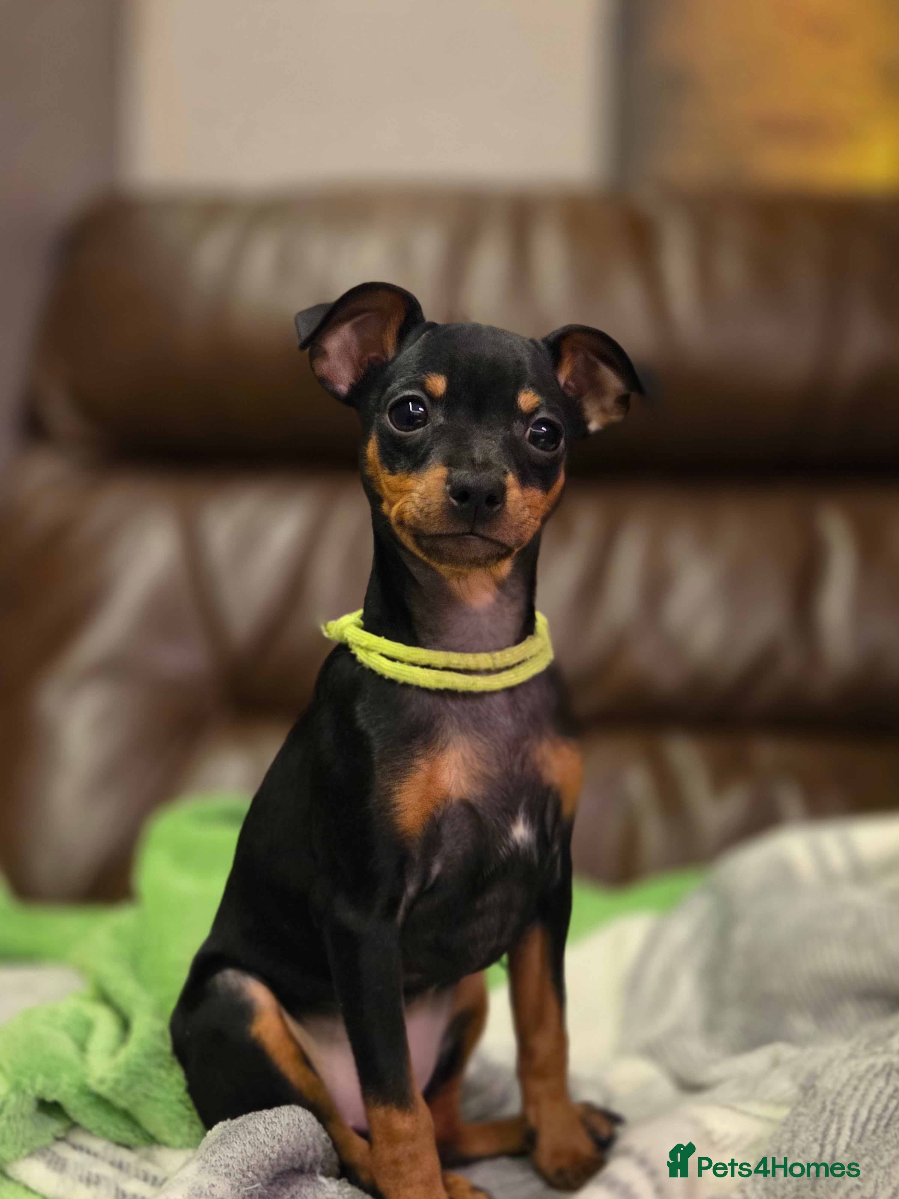 Miniature Pinscher dogs KC Registered 6 Pure Miniature Pinscher litter - Advert 4
