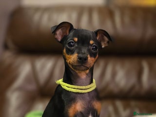 Miniature Pinscher dogs KC Registered 6 Pure Miniature Pinscher litter - Advert 4