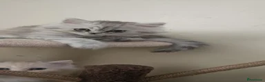 Persian 4