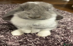 French Lop rabbits for sale: Giant French lop - Image 18