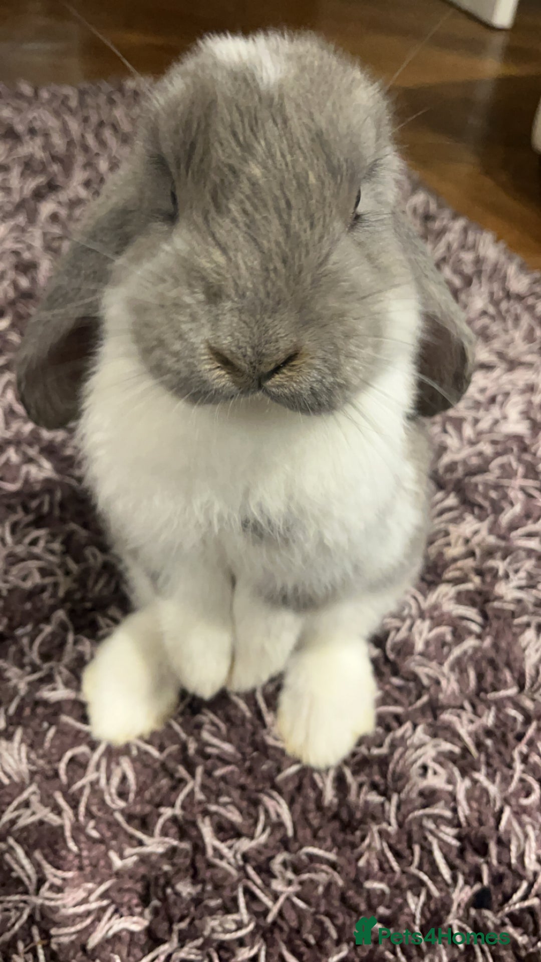 French Lop rabbits for sale: Giant French lop - Image 18