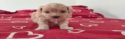 Maltipoo dogs for sale: Puppy maltipoo  in Doncaster - Advert 6