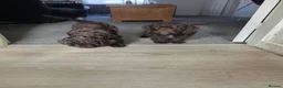 Cockapoo dogs for sale: Cockapoo puppies 🐶  - Advert 10