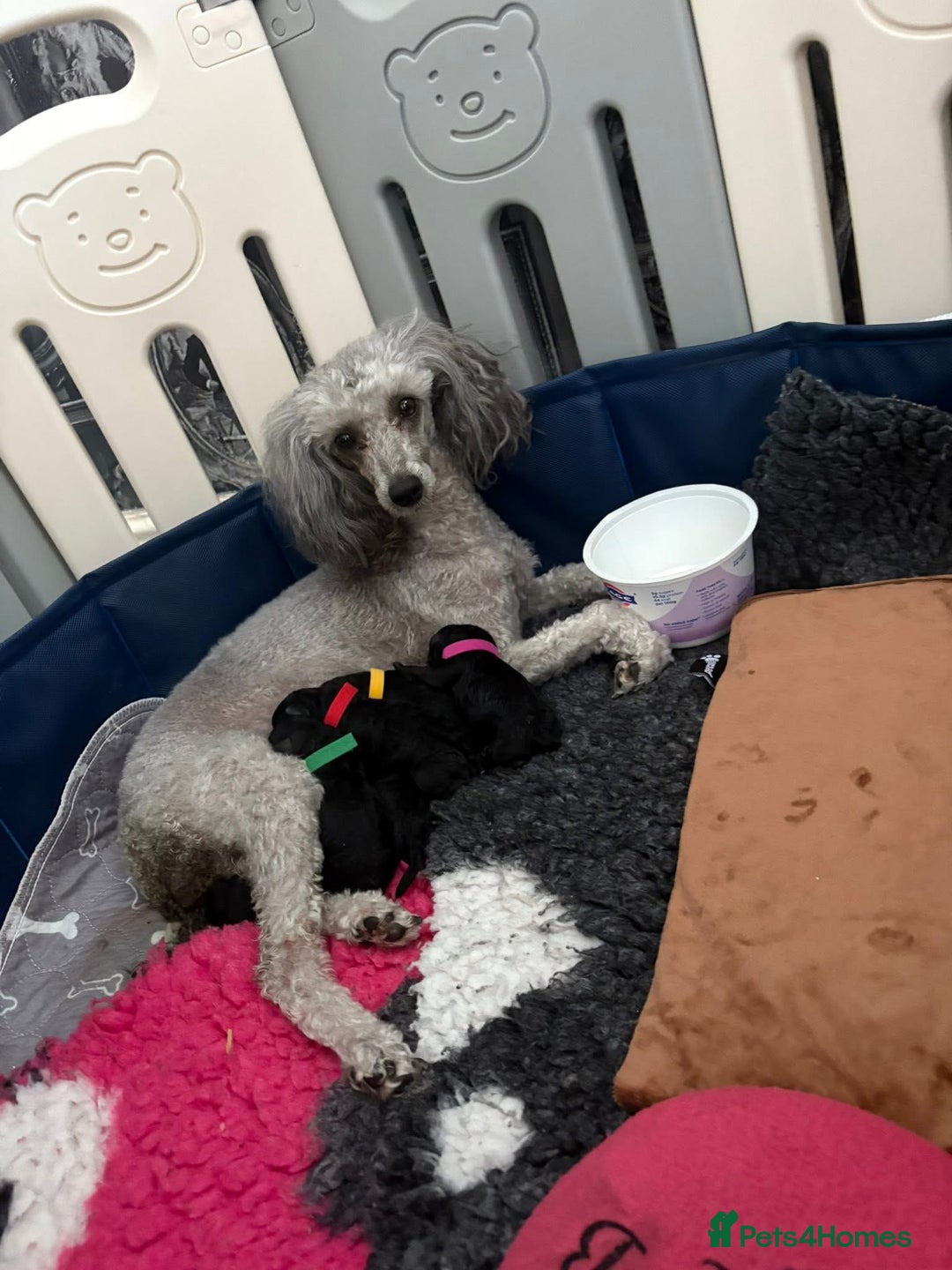 Miniature Poodle dogs for sale: Mini Poodles - Phantom - ready end of october - Image 5