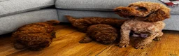 Toy Poodle dogs for sale: Beautiful Toy Poodle Puppies All Red Boys in Hoddesdon - Advert 19