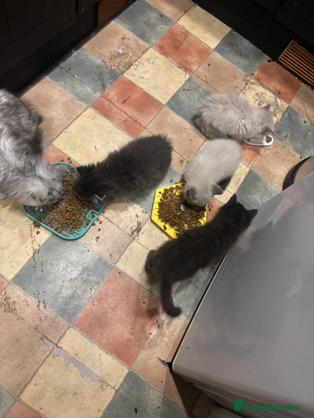 Ragdoll cats for sale: 4 bundles of Ragdoll x joy - Advert 8