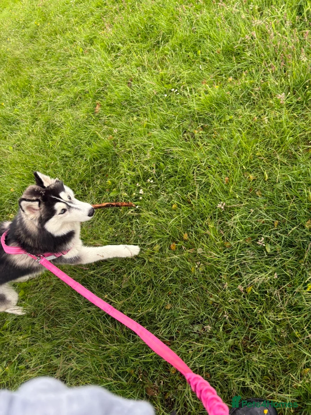 Siberian Husky dogs for sale: husky in Glasgow - Advert 1