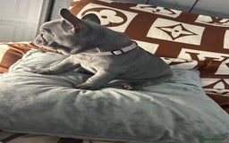 French Bulldog dogs for sale: French bulldog pups  - Image 5
