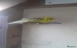 Budgerigars birds for sale: Canary, 2 budgies and a dove  - Advert 4