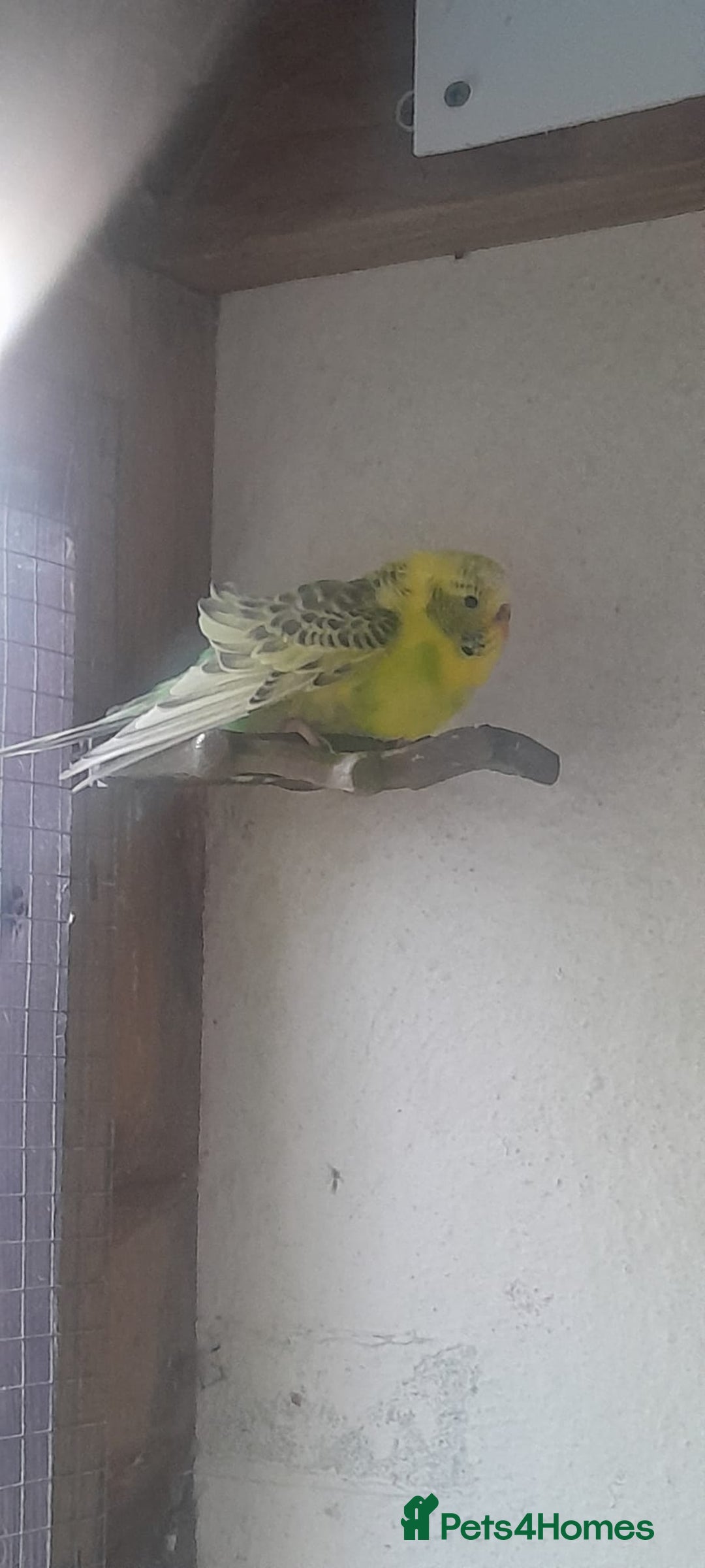 Budgerigars birds for sale: Canary, 2 budgies and a dove  - Advert 4