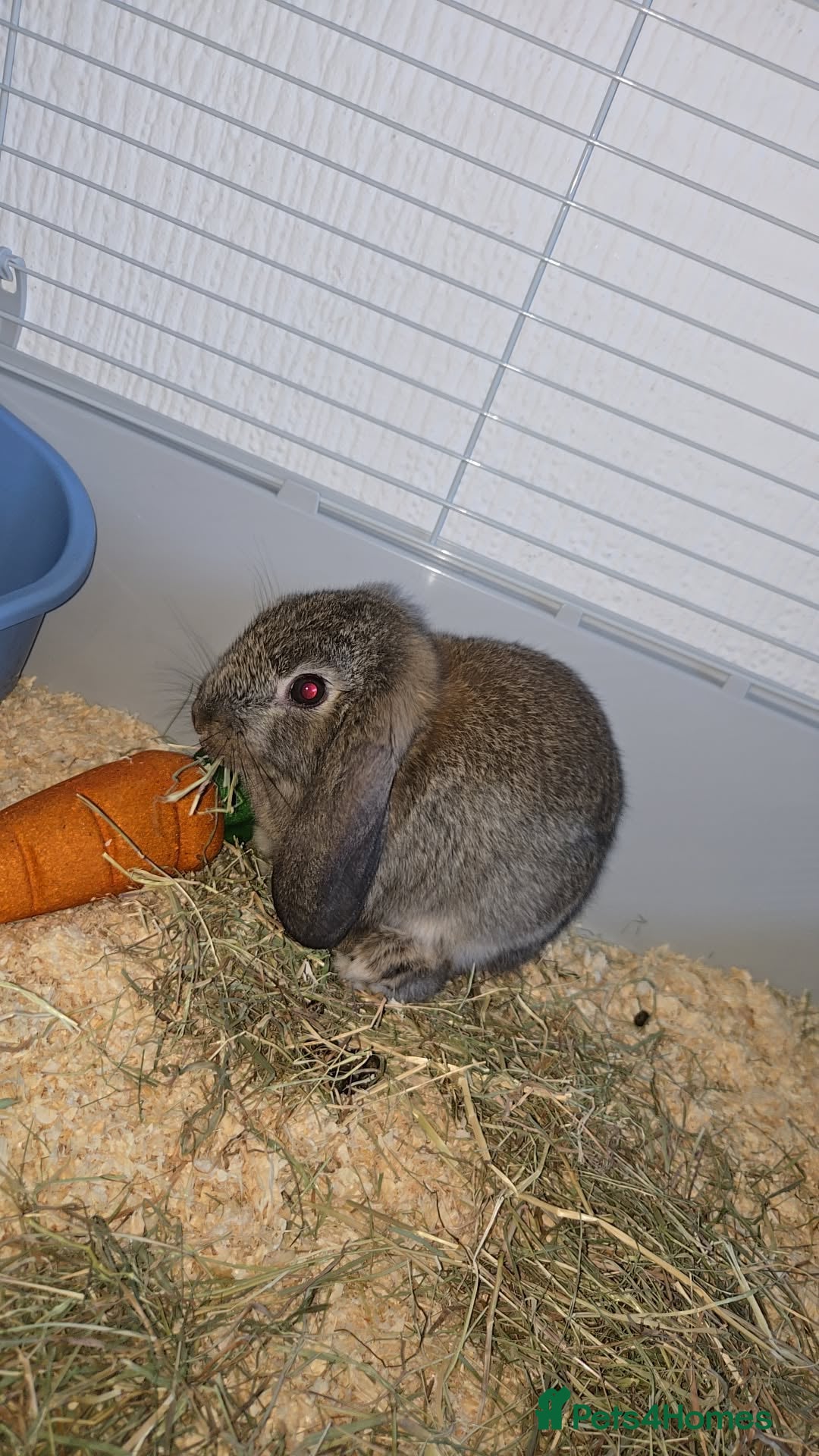 Mini Lop rabbits for sale: Mini lop rabbit  - Image 4