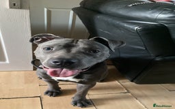 Cane Corso dogs for sale: Blue  - Image 1