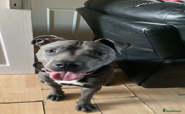 Cane Corso dogs - Advert 15